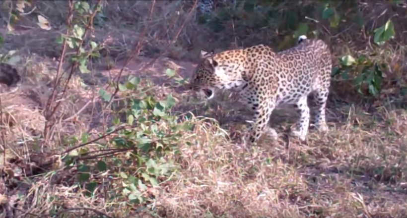 Відео смертельної сутички величезного пітона і леопардів