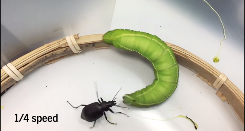 Відео: Як гусениця захищається і відбиває атаки жука