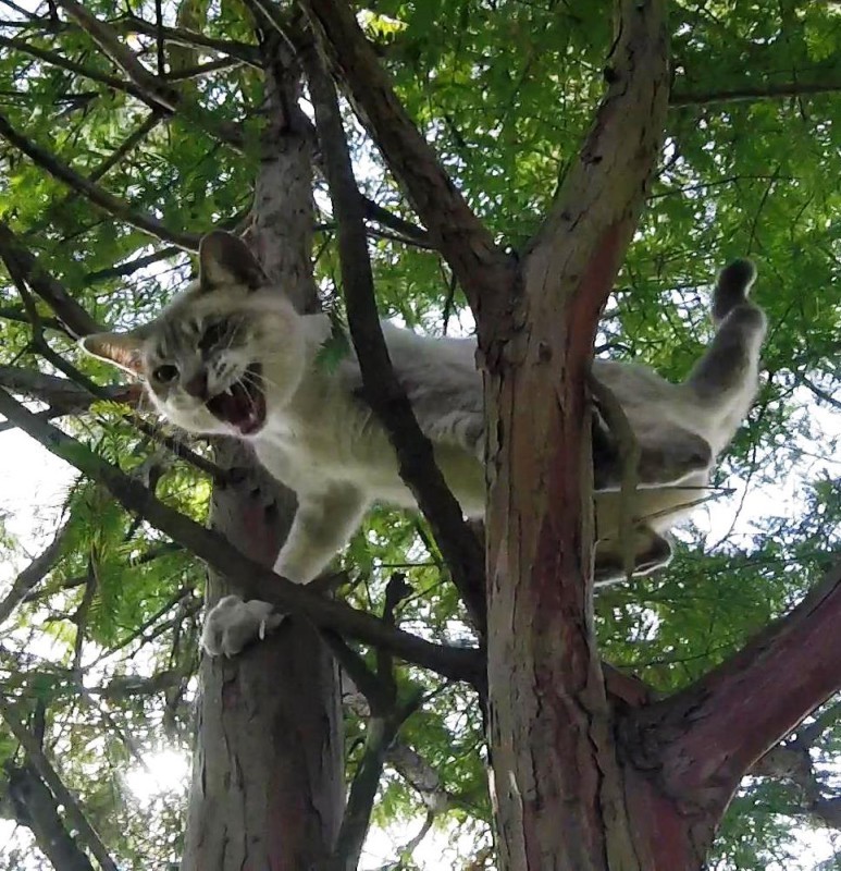 Американець вийшов на пенсію і тепер рятує котів, застряглих на деревах