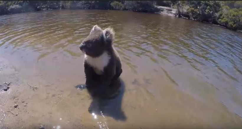 Відео: Водоплавна коала — як любитель евкаліпта перепливає річку
