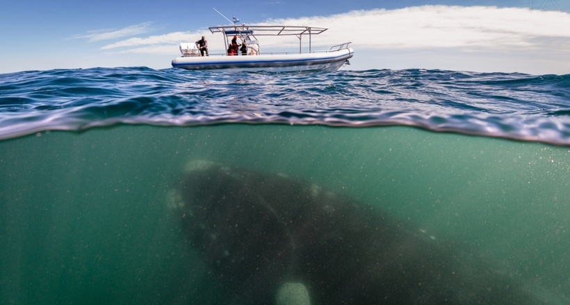 Відеопідбірка найбільш вражаючих роликів з китами, коли-небудь знятих на камеру 