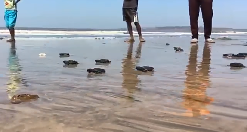 Відео: Пляж очистили від сміття, і на ньому вперше за 20 років народилися морські черепашки