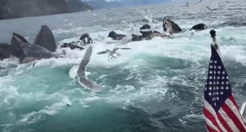 Туристи каталися на човні, коли поруч завирувала вода і виринула ціла зграя китів 
