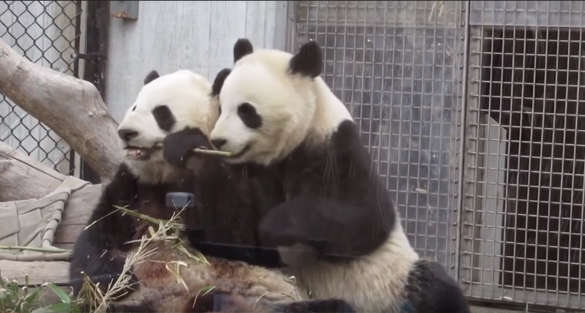 Відео: Одна панда постійно відбирає в іншої бамбук