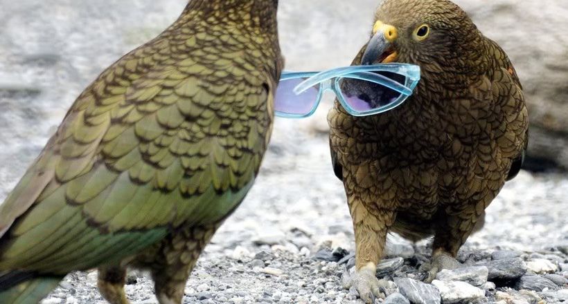 Кеа — надзвичайно розумні папуги, які люблять сніг і обшукують рюкзаки туристів