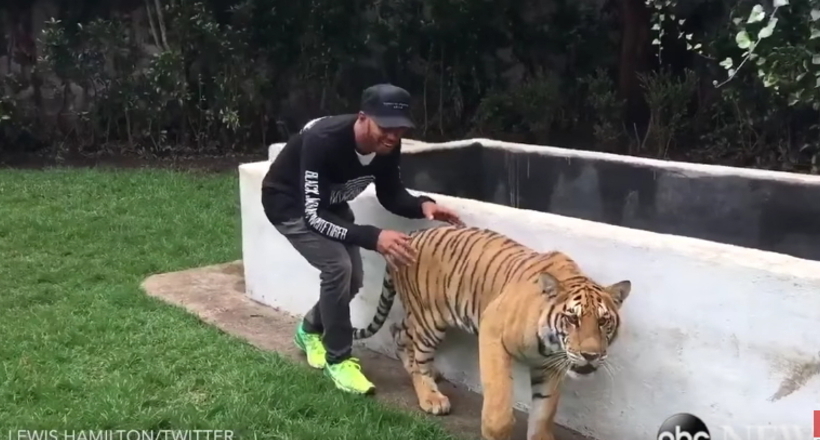Як правильно грати з тиграми