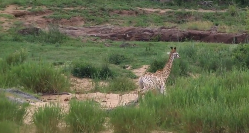 Відео: Невдачливий жираф зміг врятуватися від крокодила, але одразу ж потрапив у лапи до левів