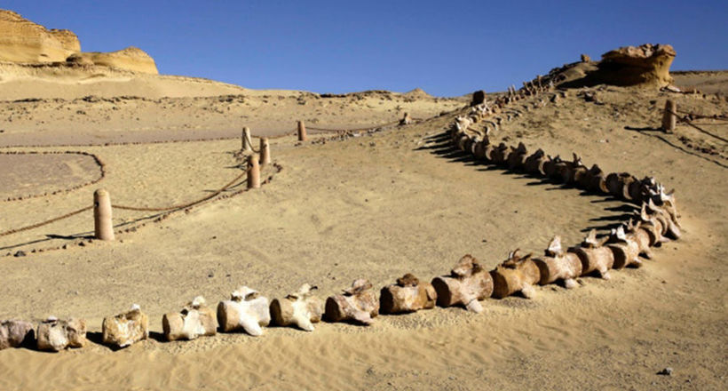 Долина китів в Єгипті: коли-то в Цукрі хлюпало тепле море