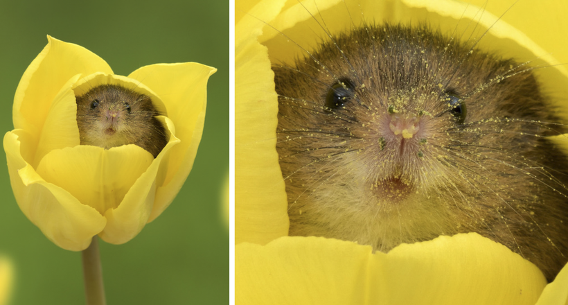 Фотограф зняв мишей в тюльпанах, і ці фото справили фурор в інтернеті