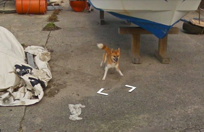 В Японії пес «зірвав» зйомку для карт, ганяючись за автомобілем Google Street View
