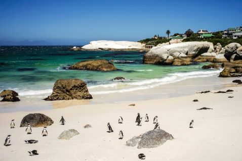 Кумедні пінгвіни на пляжах Південної Африки