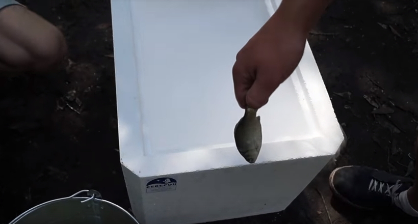 Відео: Що буде, якщо опустити рибу в рідкий азот