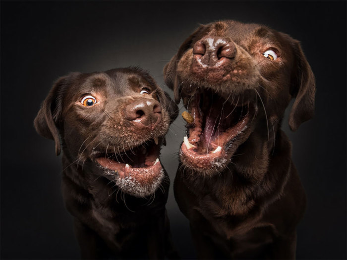 13 смішних фотографій собак, на яких вони намагаються зловити смаколики