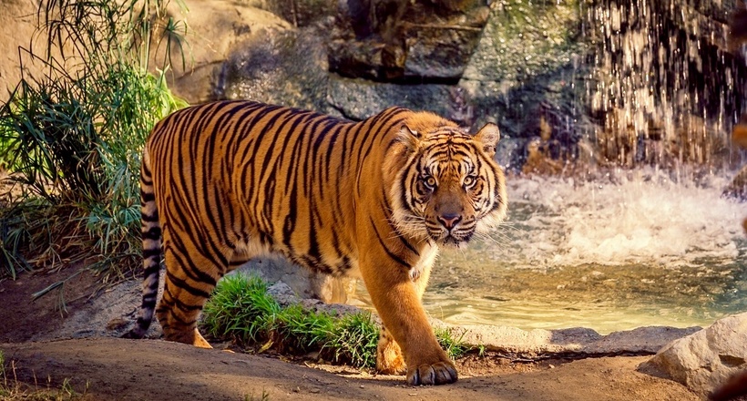 У Казахстані стартує проект по відновленню вимерлого туранского тигра