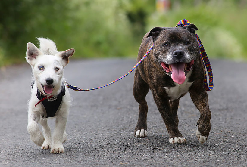 Неймовірна дружба Базза і сліпого Гленна : два пси, які допомагають один одному