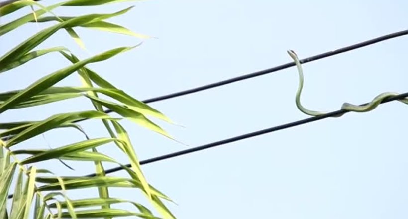 Відео: Змія полює за птицею на електричних дротах, але чому її не б'є струмом