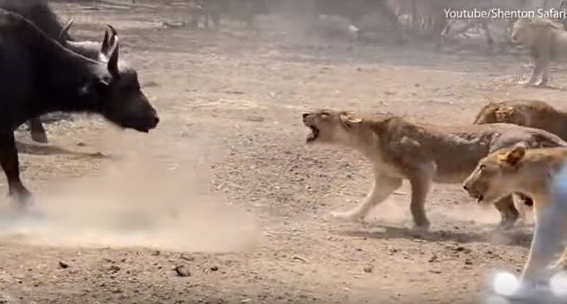 Відео: Бунт травоїдних — стадо буйволів несподівано пішло війною на левиний прайд