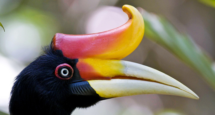 Малайська калао: навіщо тропічним птахам такий незвичайний дзьоб 