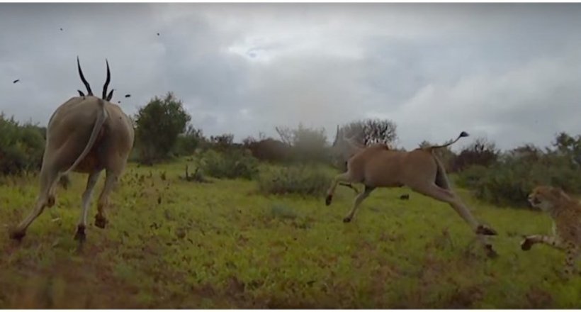 Відео полювання гепарда, зняте від першої особи