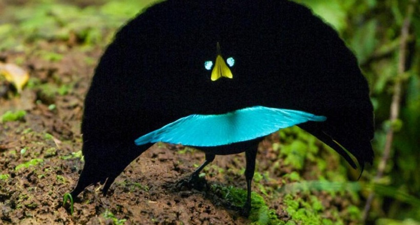 Відео: Вчені відкрили новий вид райських птахів — незвичайних і дивовижних