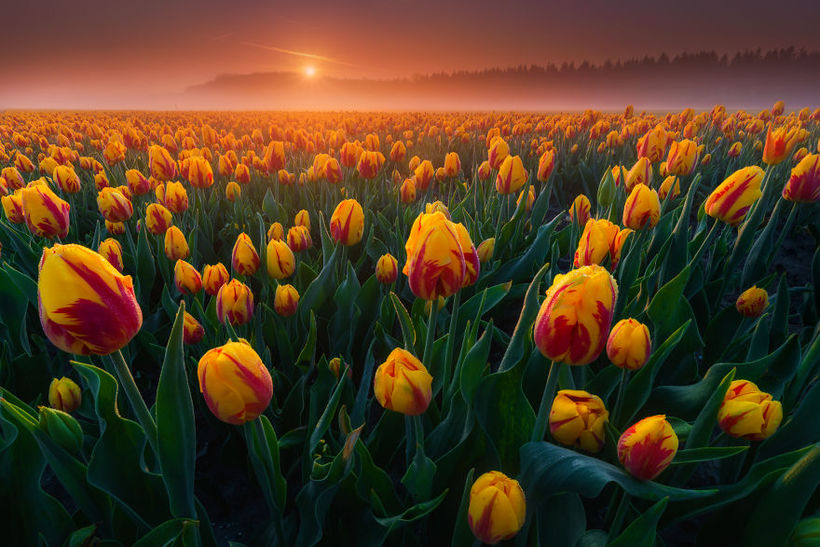 10 чарівних фото тюльпанових полів в Нідерландах