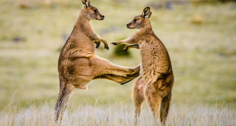 В Австралії кенгуру нападають на туристів, які годують їх нездоровою їжею