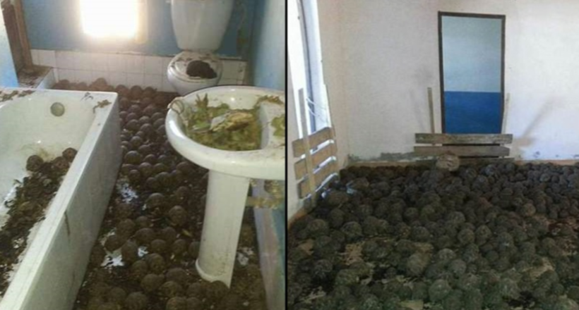 Відео: Поліція виявила в покинутому будинку десятки тисяч черепах