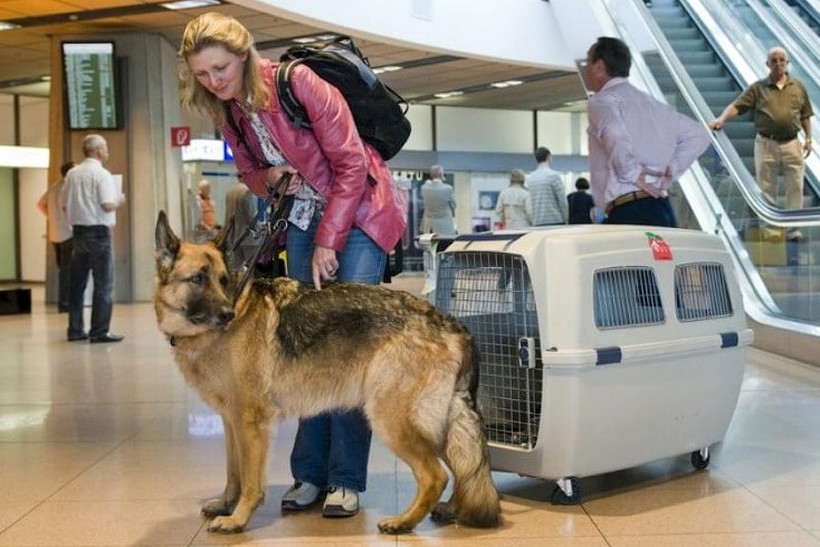 Як перевозять великих собак у літаку