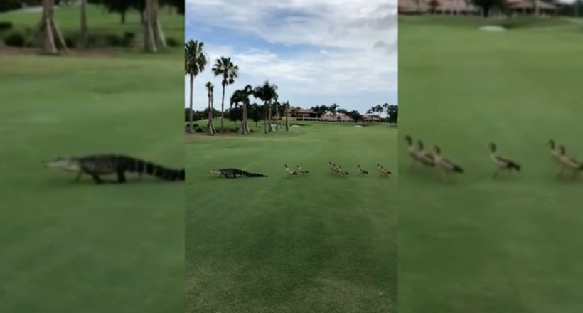 Відео: Терпець урвався — гуси прогнали алігатора з поля для гольфу