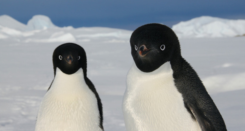 Таймлапс-відео про життя пінгвінів Аделі