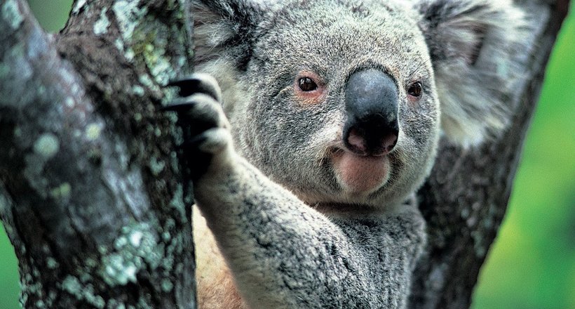 Відео, яке підкорить будь-якого: смішна коала знайшла вудку і рыбачила дві години