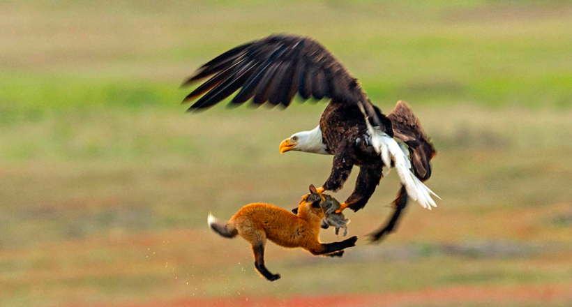 Фотограф зняв епічну боротьбу лисиці і орла за кролика