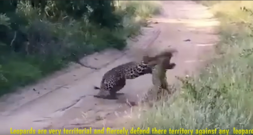 Страшна і блискавична сутичка двох леопардів потрапила на відео