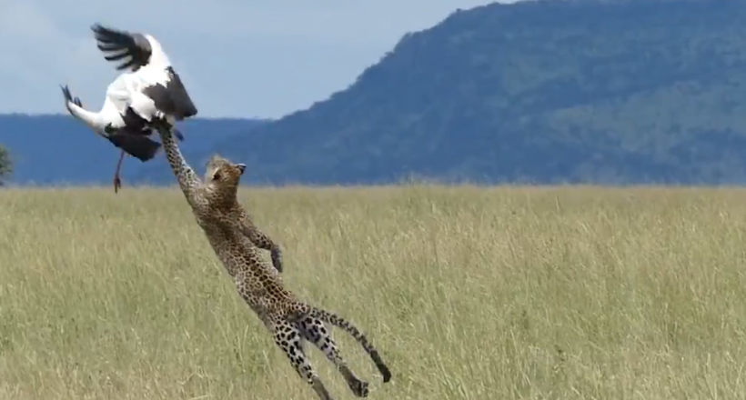 Відео: Неймовірний стрибок леопарда за птахом відлітає у Танзанії