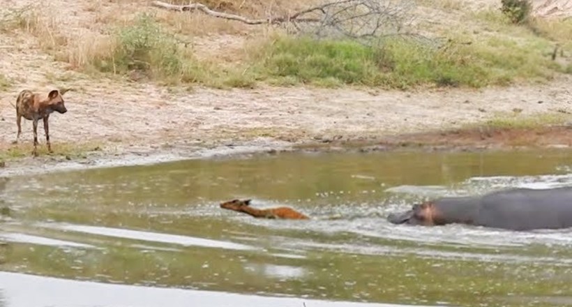 Відео: Бегемот відправив антилопу прямо в пащу собаки гиеновой 