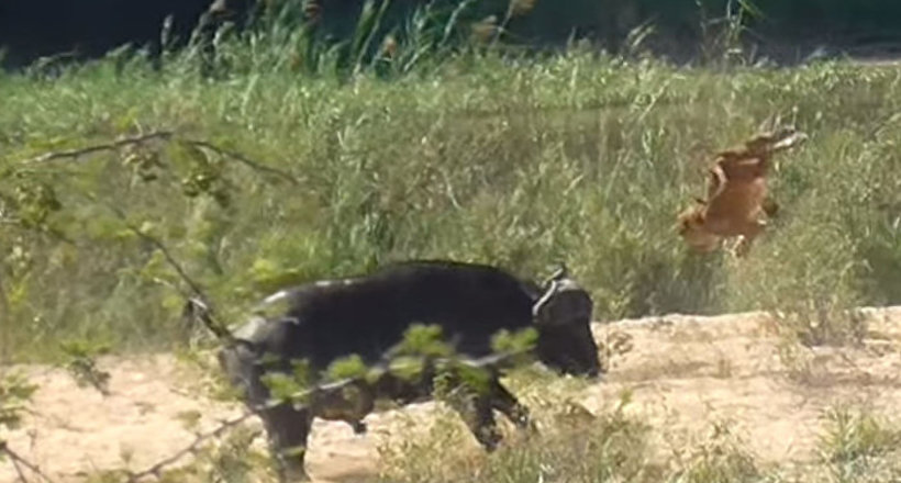 Відео: Від удару буйвола левеня перекинувся в повітрі декілька разів 