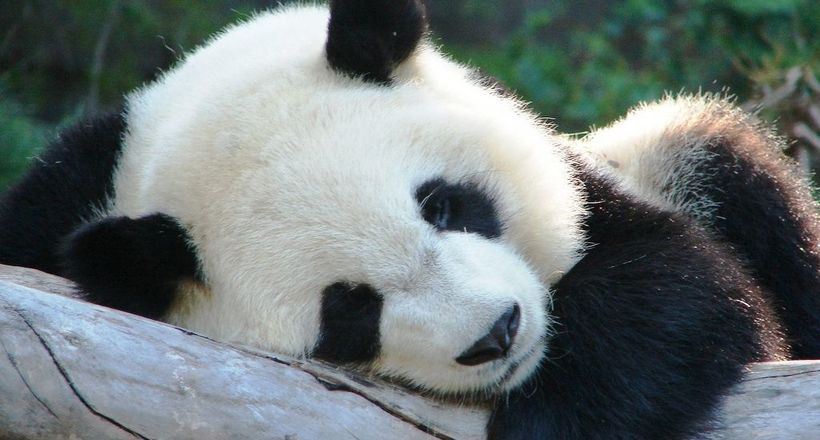 Чарівне відео про те, як будять маленьких панд