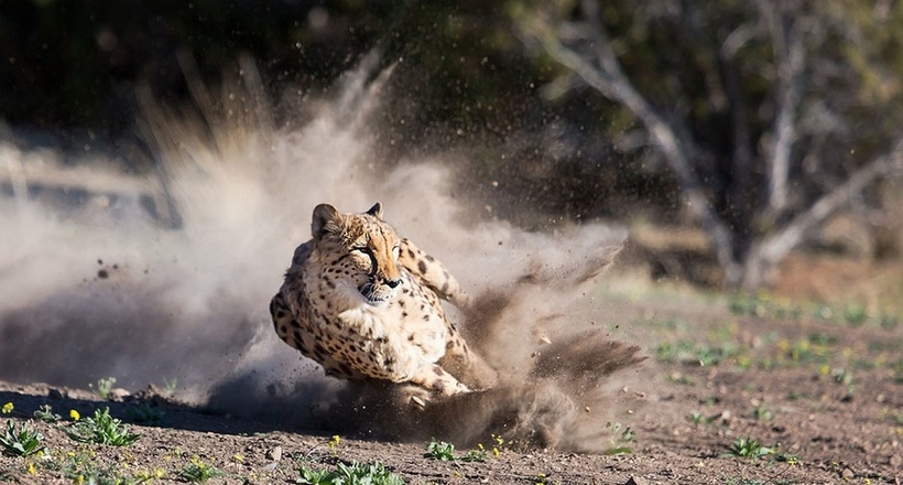 Фото дня: біжить гепард
