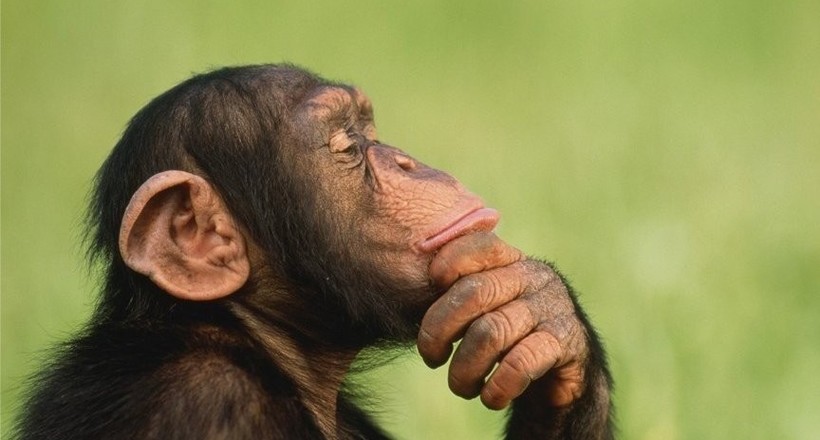 Вчені з'ясували-хто розумніший: шимпанзе, собака або дельфін