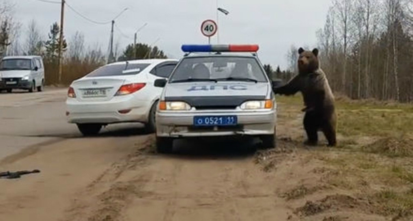 Відео: Ведмідь ломиться в машину ДПС