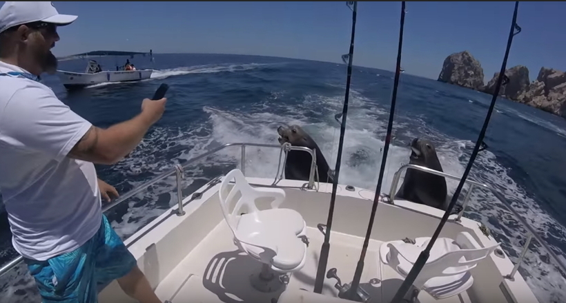 Відео: Морські леви стрибнули в човен, вимагаючи частування
