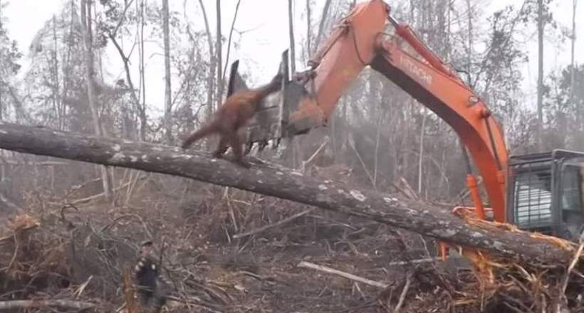 Відео: Розлючений орангутан пішов воювати з бульдозером, ломающим його ліс