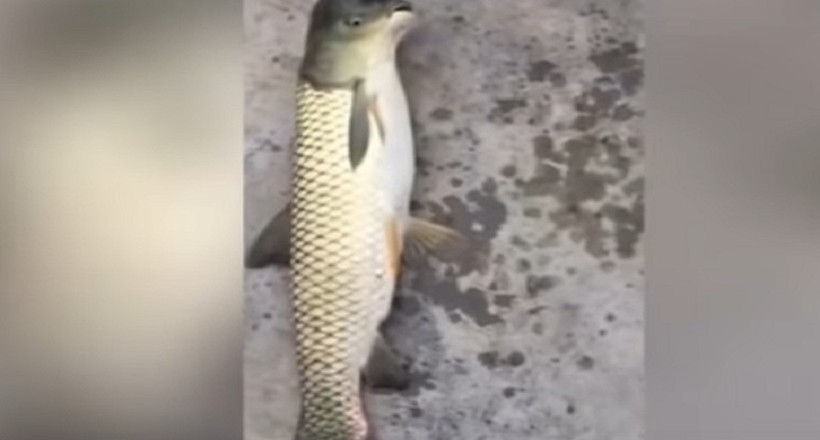 Відео: У Китаї спіймали рибу з головою як у голуба