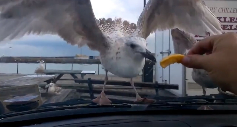 Відео: Чайки намагаються їсти картоплю через скло автомобіля