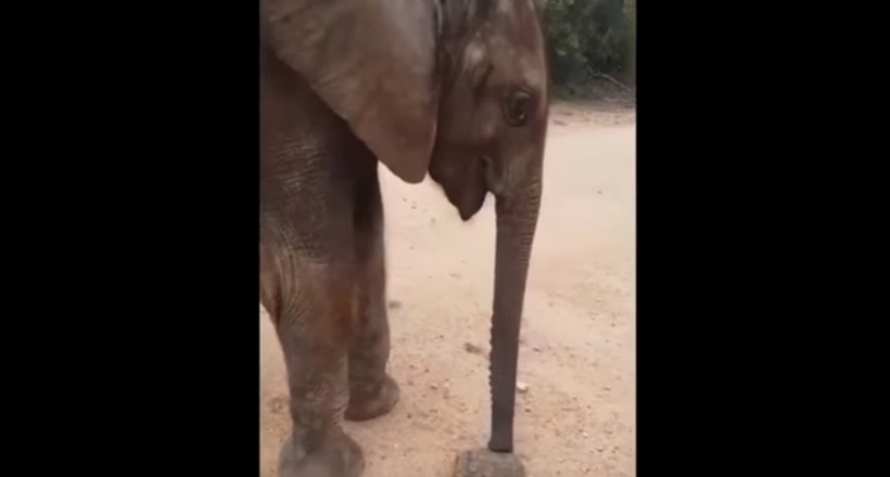 Відео: Слон вивчає черепаху, намагаючись зрозуміти що вона таке