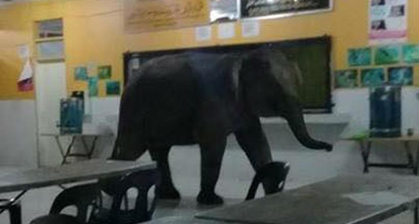 Відео: Голодний слон ходить по школі в пошуках їжі, а діти ховаються під партами