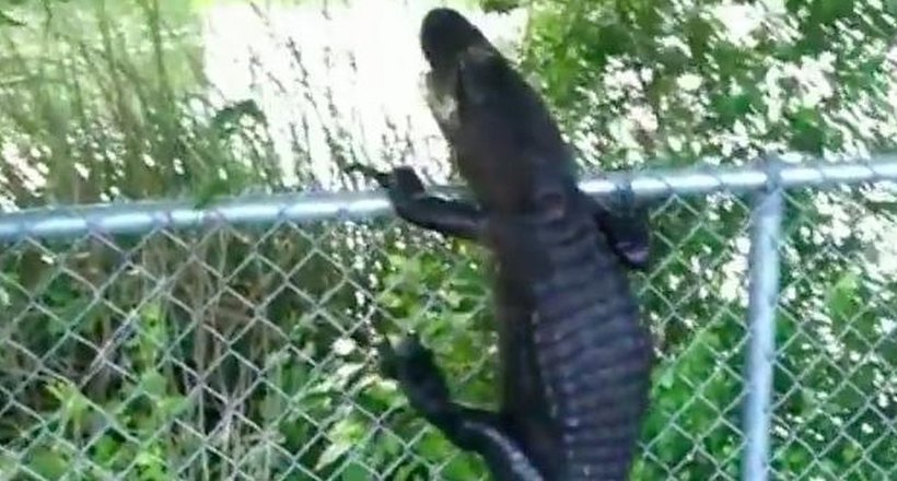 Відео: Величезний крокодил перелазить через паркан, тікаючи від людини