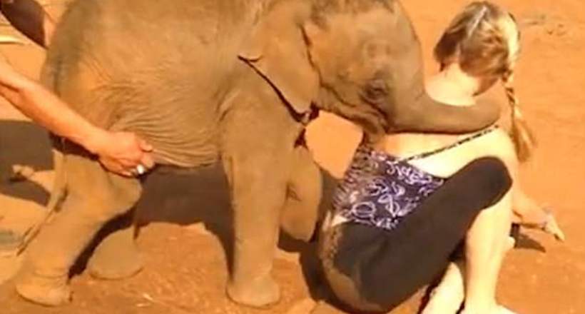 Відео: Слоненяті так сподобалася туристка, що він не захотів її відпускати