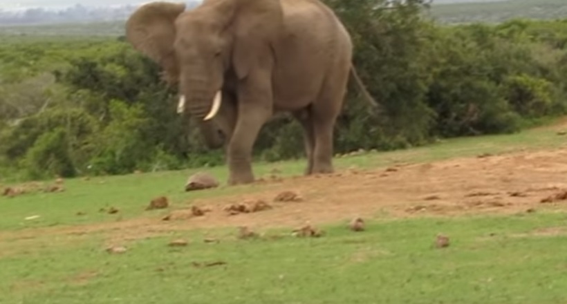 Відео: Слон грає черепахою у футбол, а рептилія не встигає втекти