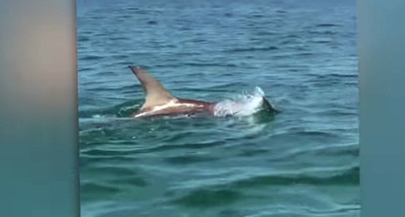 Очевидці зняли на відео суворий бій акули-молота з тарпоном